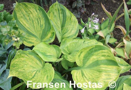 Hosta Gunther's Prize